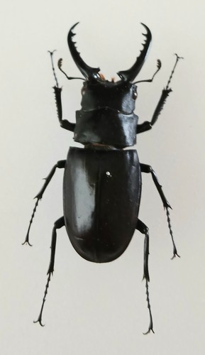 Prosopocoilus giraffa male - giraffa,