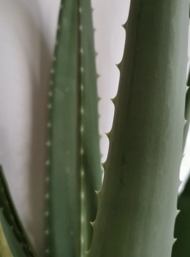 Fresh organic aloe - vera, leaf
