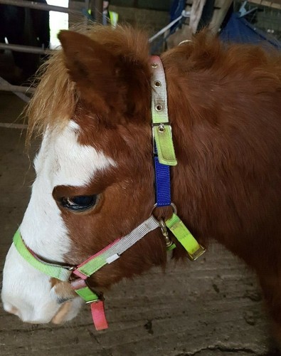 Field safe for foal - for, or