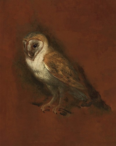 Antique owl study painting - study,