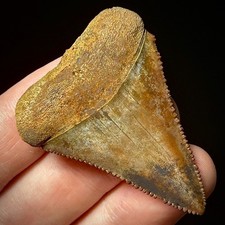 Great White Shark Tooth 1.89"