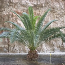 Pair of Hardy Phoenix Palm Trees, 60-80cm Tall in 15cm Pots, Exotic Patio Plants
