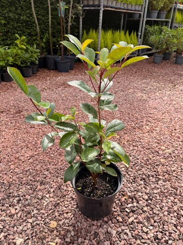 Photinia red robin 60cm - photinia,