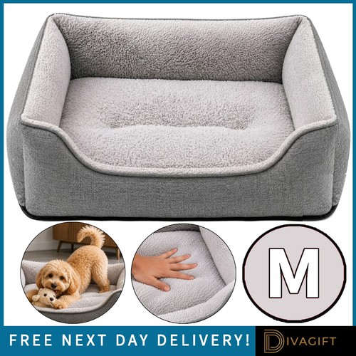 Medium grey pet dog - grey,