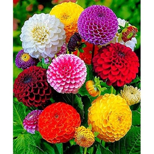 Dahlia pompon mixed - mixed,