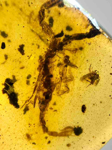 Burmese burmite cretaceous - burmese,