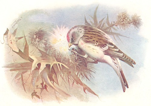 British birds mealy - british,