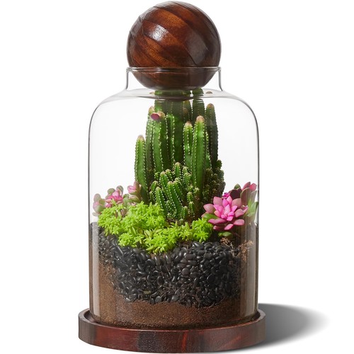 Yangbaga tall glass terrarium - glass,