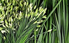 Garlic Chive Seeds, Herb
