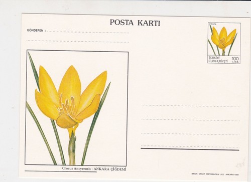 Turkey crocus ancyrensis bulb - ancyrensis,
