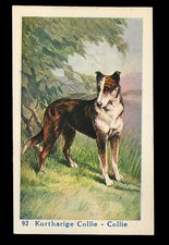 SMOOTH COLLIE Scottish DOG