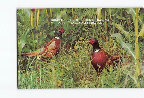 Postcard ring necked pheasants - ring-necked,