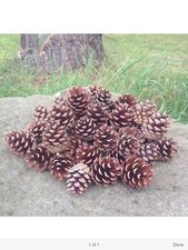 60 Natural Pine Cones of Mixed sizes 2cm - 4cm