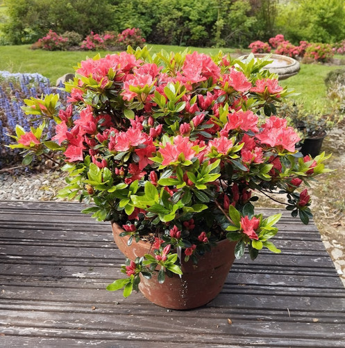 Azalea orange beauty - 12, 2