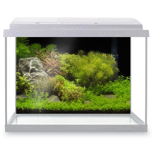 Fish tank background - fish,