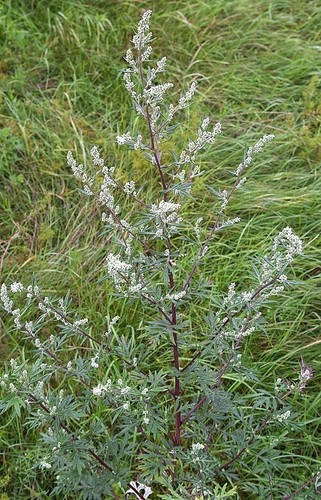 Mugwort plants 9cm pot - 2,