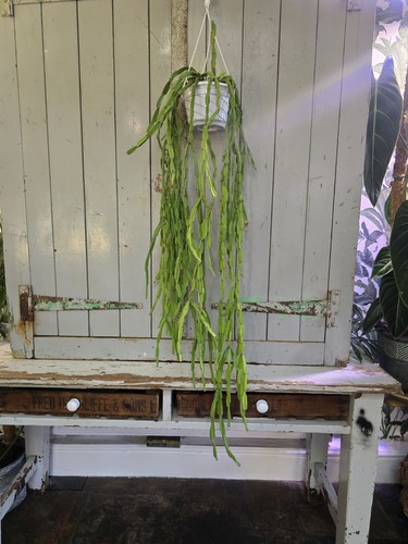 Huge rhipsalis paradoxa major - rhipsalis,