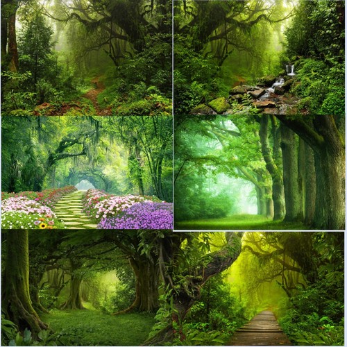 Forest tree tropical - forest,