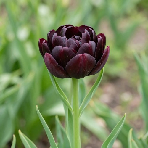 Tulip black hero bulbs x10 - hero',