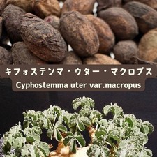 Cyphostemma uter var. macropus seeds50/100/200/500pcs