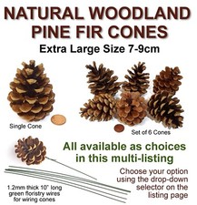 Extra Large Pine Fir Cones