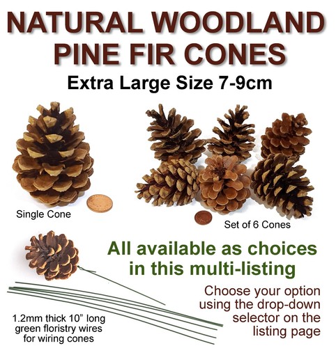 Extra large pine - large, cones