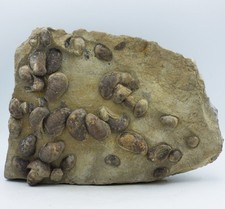 Large Jurassic Fossil Gastropod Gryphaea Mortality South Wales UK  Display Piece