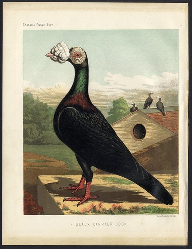 Cassell carrier pigeon black - cassell's,