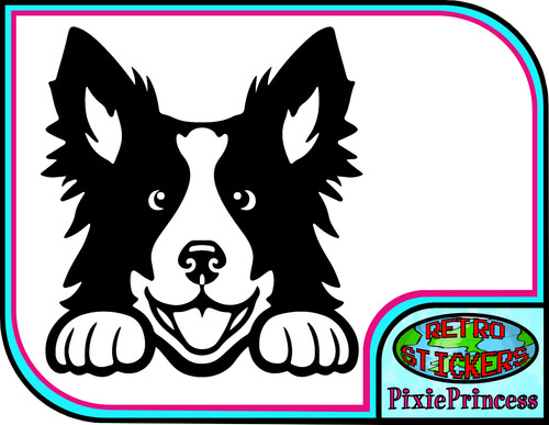 Peeking border collie dog - border,