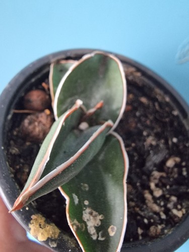 Sansevieria samurai - 7),