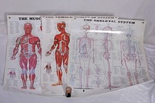 Anatomical Charts Medical Illustrations X3 Vintage Skeletal System Male & Female
