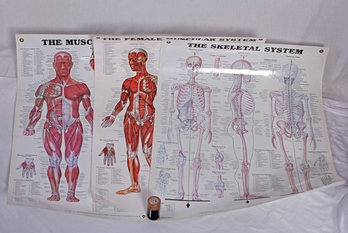 Anatomical charts medical - anatomical,