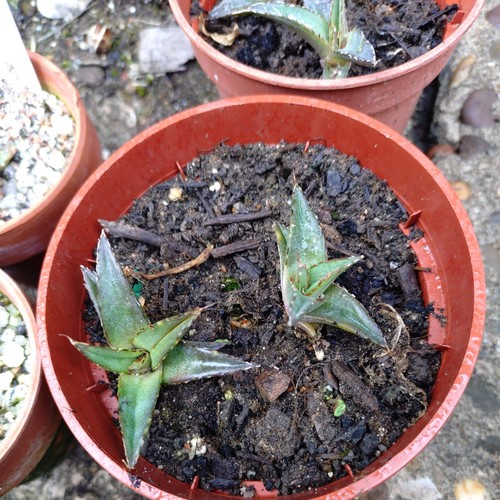 Agave victoria reginae - x,