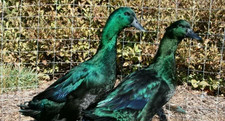 Cayuga duck hatching - duck, eggs