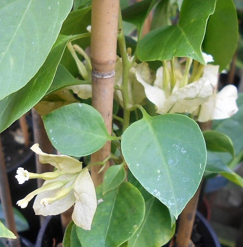 Young bougainvillea pagoda - a,