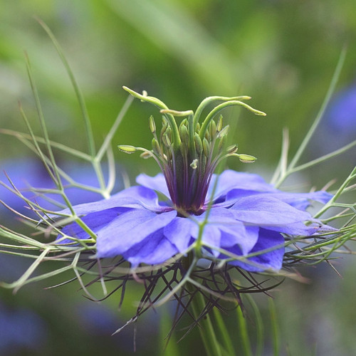 Nigella hispanica plug - 6x,