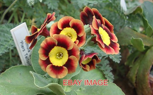 Photo primula auricula - photo,