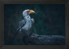 Hornbill Framed Wall Art