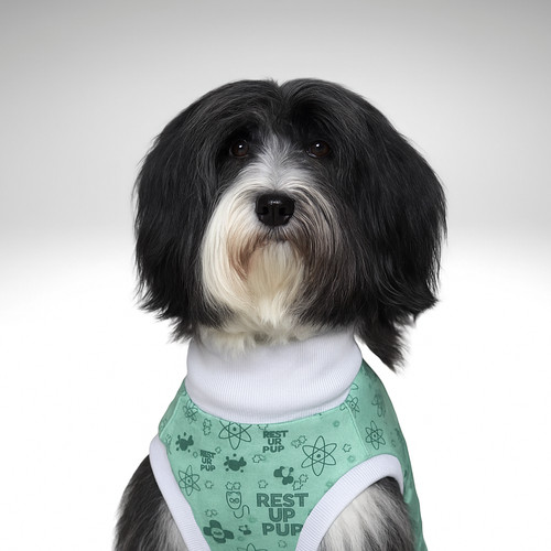 Tibetan terrier dog surgery - terrier,