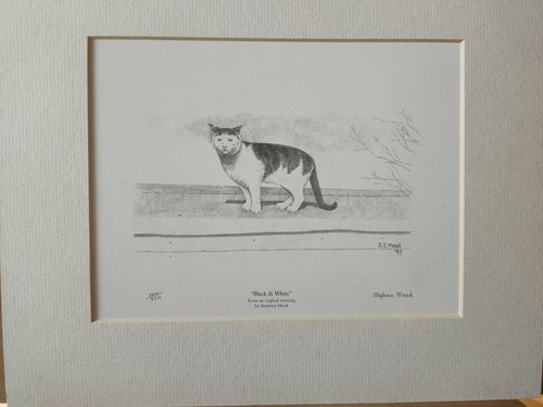 Black white cat art - &,