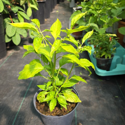 Submarine chili plant - 1,