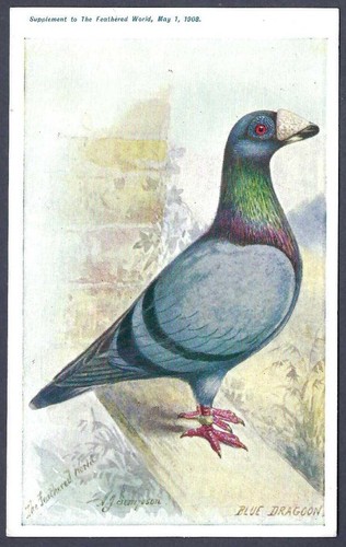 Blue dragoon pigeon the - blue,