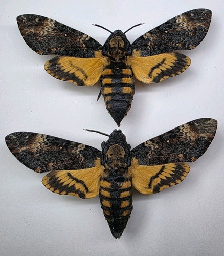 Acherontia atropos a2 set - atropos,