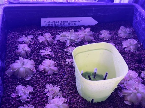 Pre sale pinguicula ehlersiae - pinguicula,