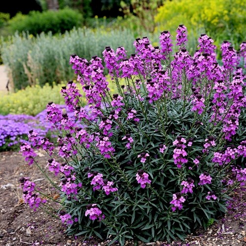 Bowles mauve perennial - bowles's,