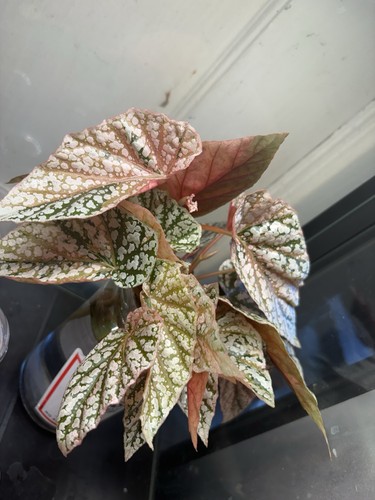 Begonia snowcap pink var - begonia,