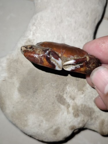 Natural crab fossils from