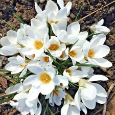 CROCUS BULBS 'Specie Crocus' Chrysanthus 'MISS VAIN' White Spring Flowering 