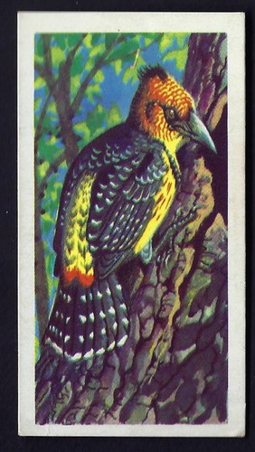 Brooke bond tropical birds - -,