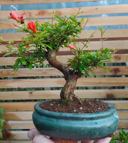 Shohin sized dwarf - sized, pomegranate